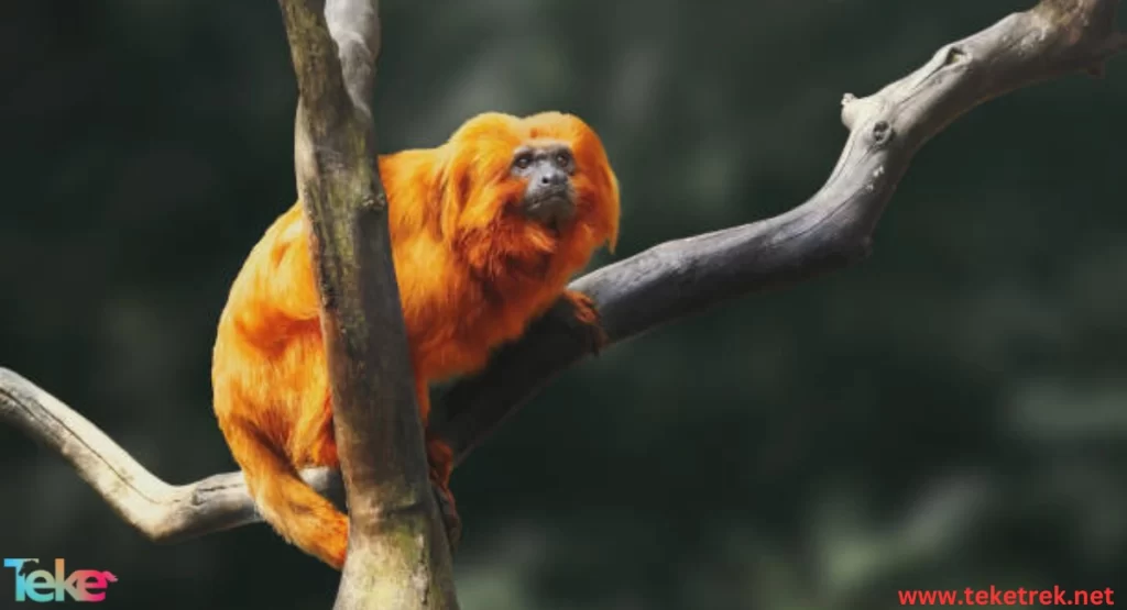 The Golden Lion Tamarin