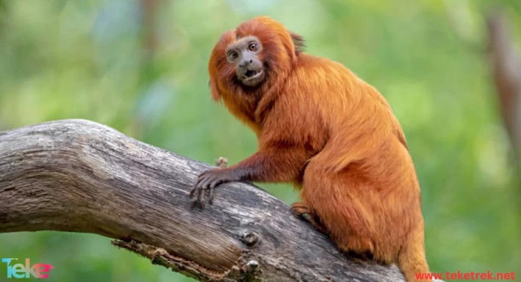 The Golden Lion Tamarin