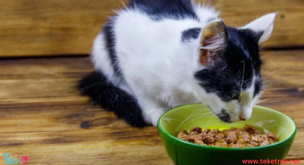 Cat Training to Eat: