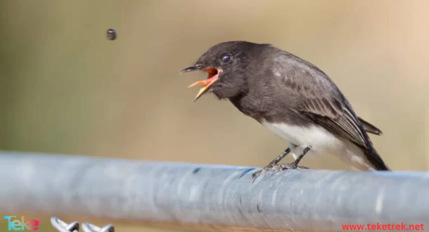 Animal Language: What Do Their Different Sounds Mean