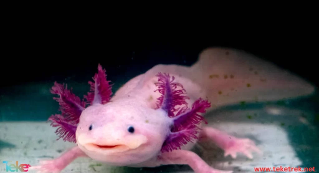 10 of the strangest animals in the world