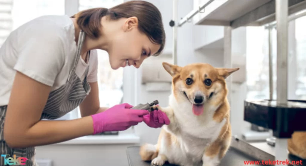 Ways to Maintain Pet Health