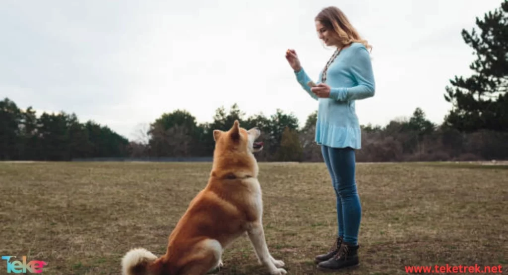 How to Teach Dogs to Sit