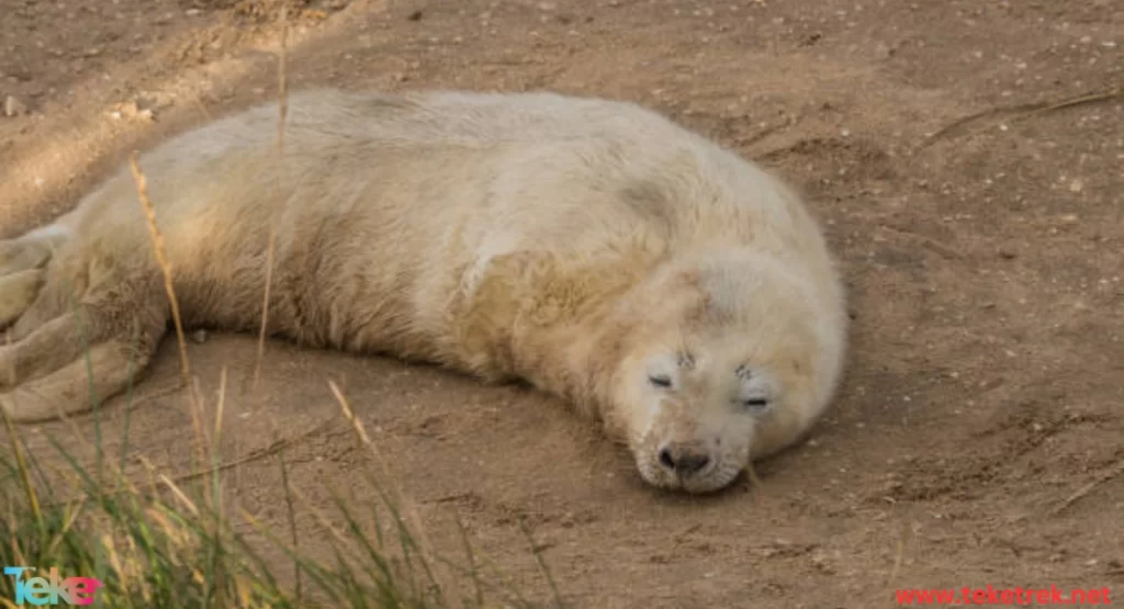 the impact of climate change on wildlife