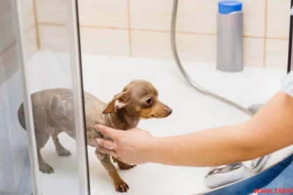 Ways to Maintain Pet Health