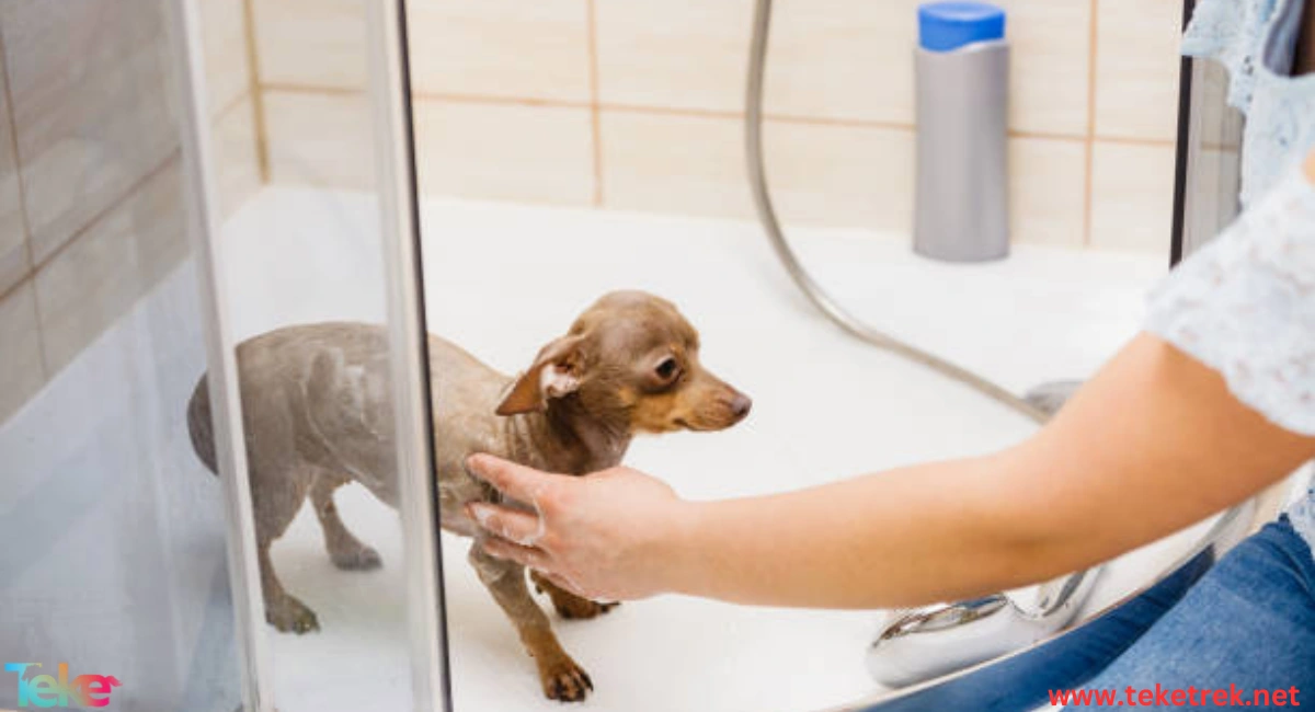 Ways to Maintain Pet Health