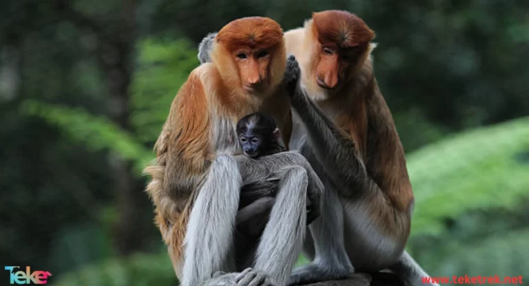 The Strangest Animals in the World