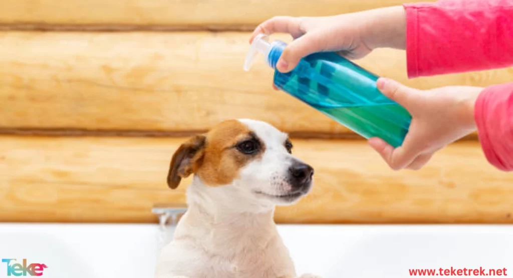 Ways to Maintain Pet Health