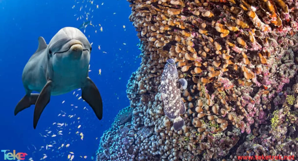 Environmental Challenges Facing Marine Animals