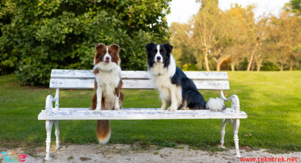 How to Teach Dogs to Sit