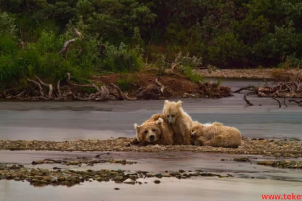 the impact of climate change on wildlife