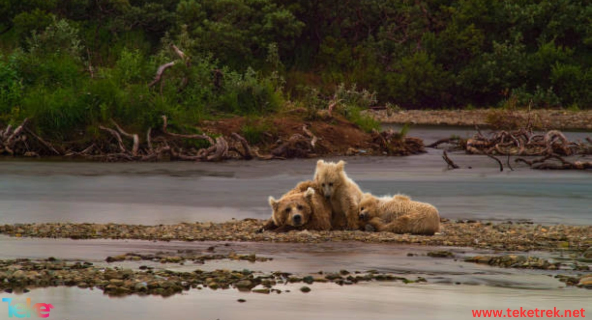 the impact of climate change on wildlife