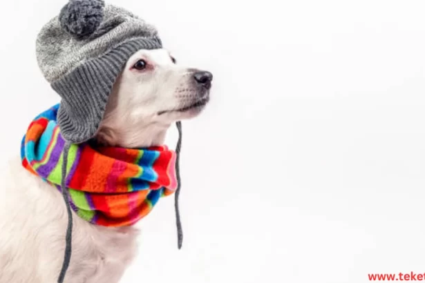 Clothes and accessories for animals