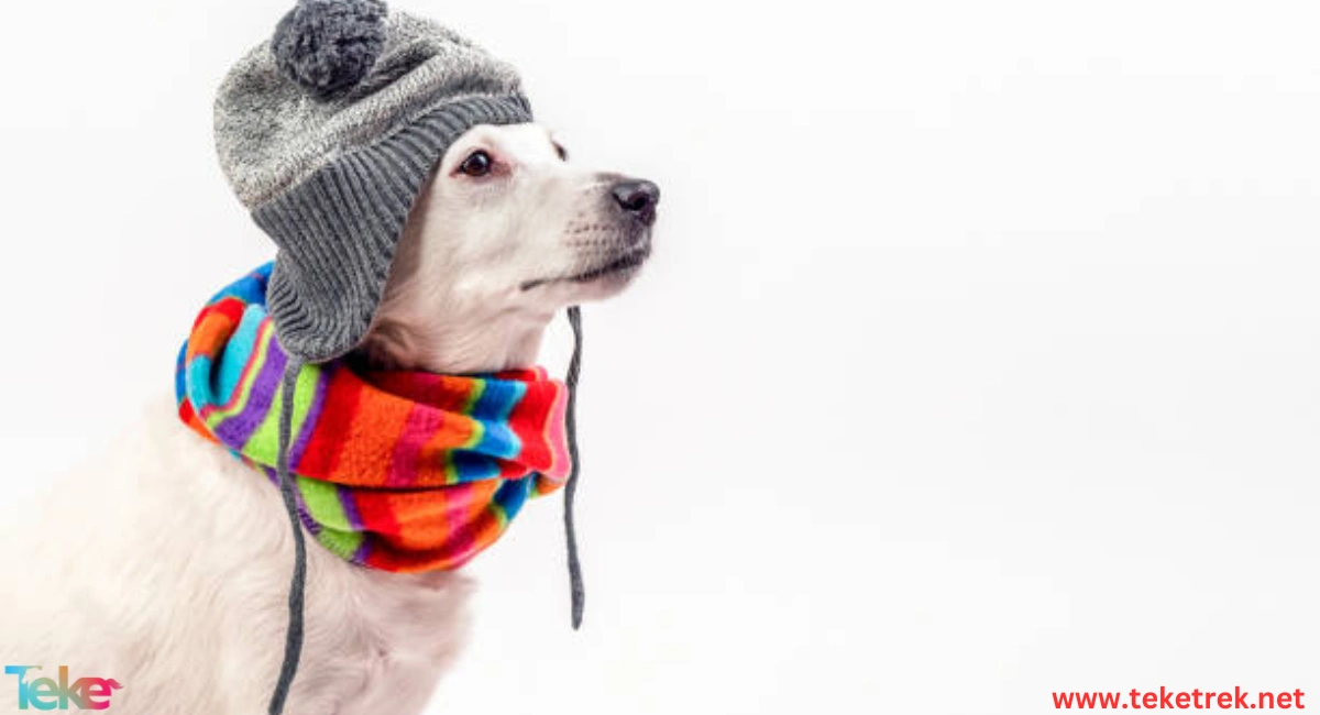 Clothes and accessories for animals