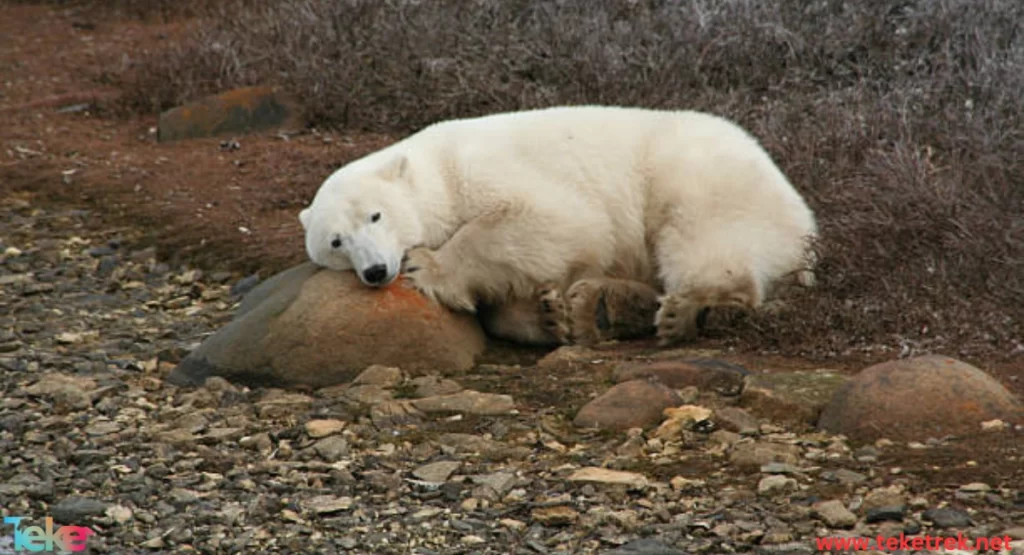 the impact of climate change on wildlife