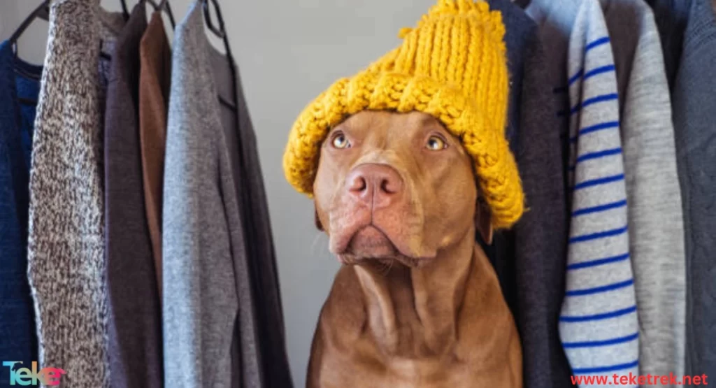 Clothes and accessories for animals