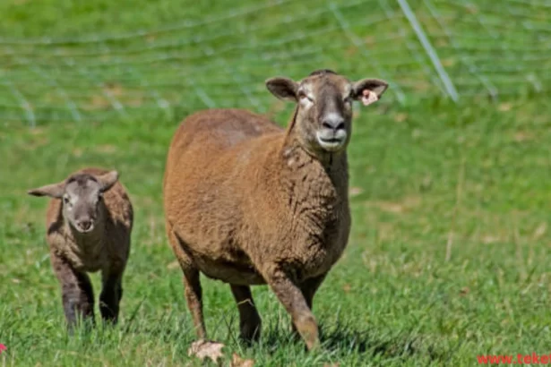 The Katahdin Sheep