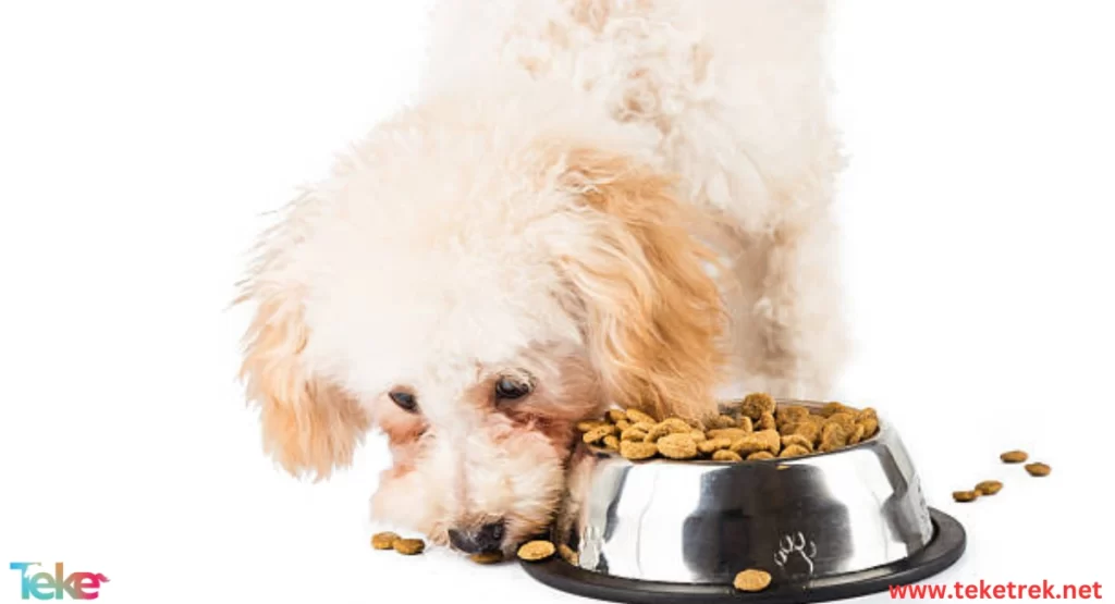 Best Dog Food