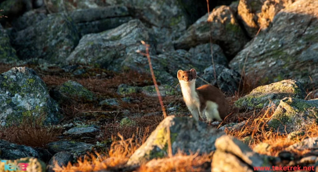 The Mountain weasel