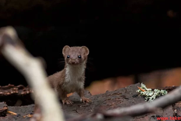 The Mountain weasel