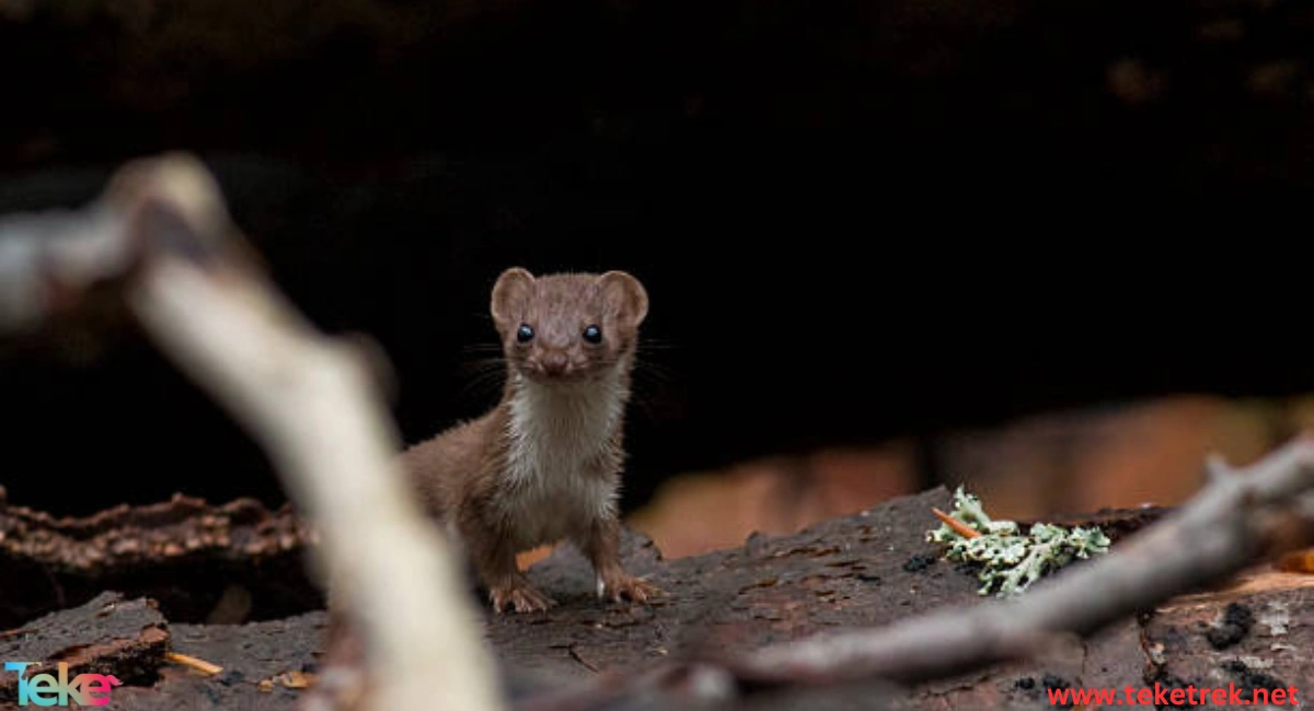 The Mountain weasel