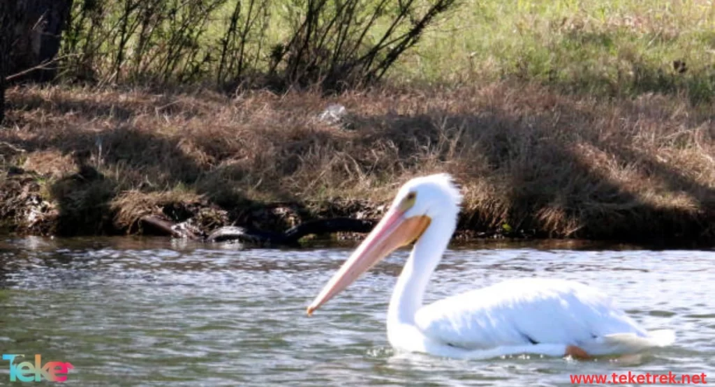 The American white pelican