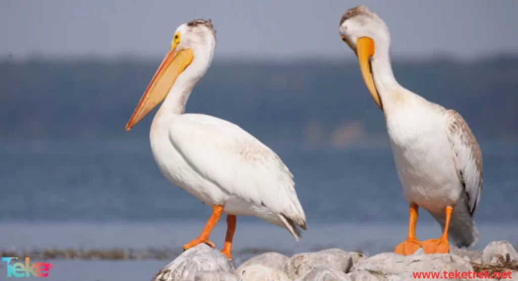 The American white pelican