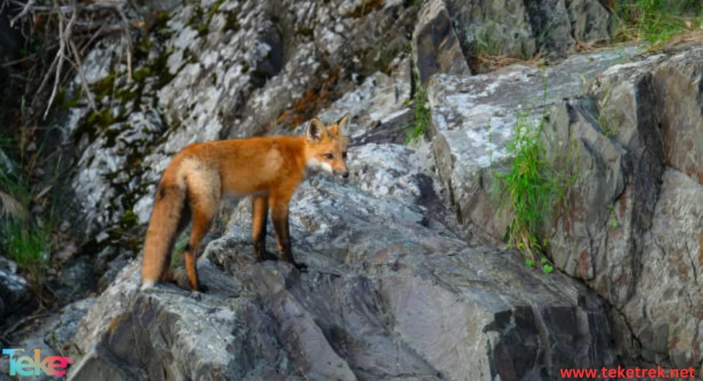 The Red Fox