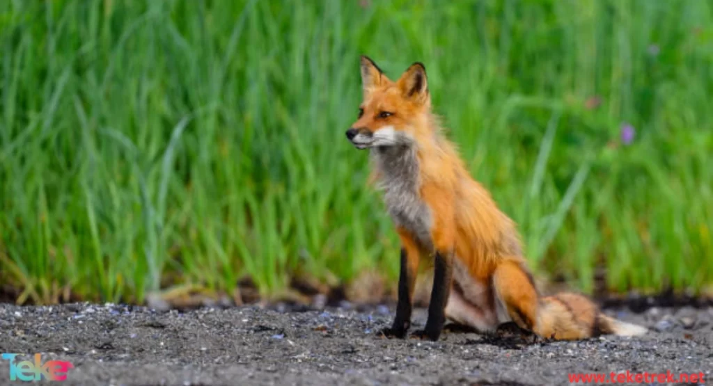 The Red Fox