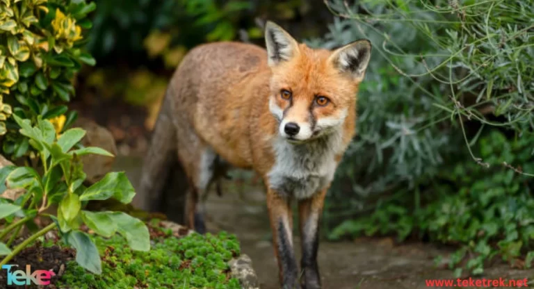 The Red Fox