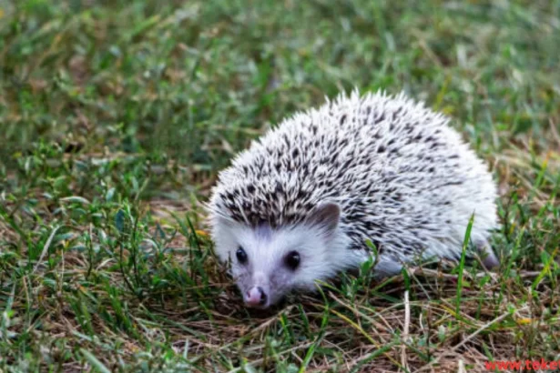 The African hedgehog