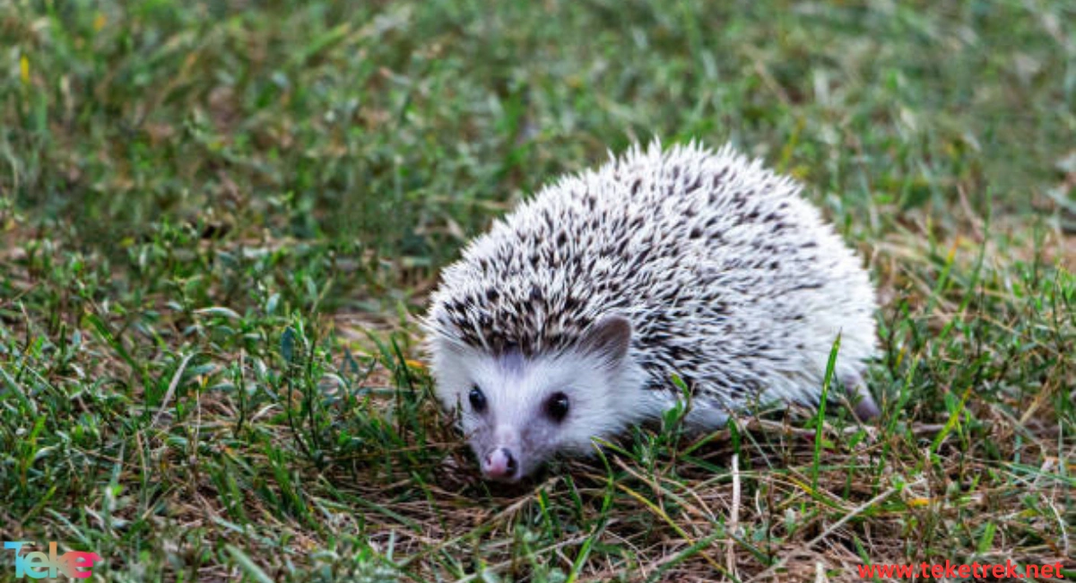 The African hedgehog