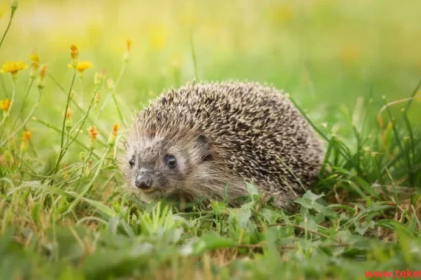 The Half Hedgehog