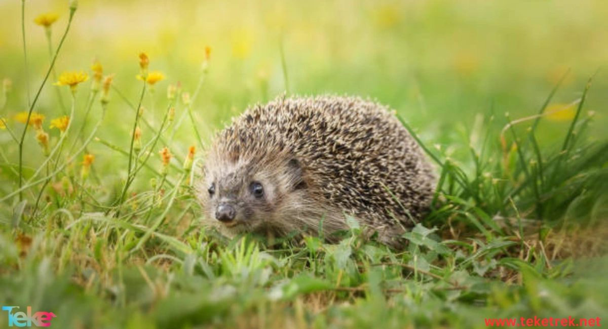 The Half Hedgehog