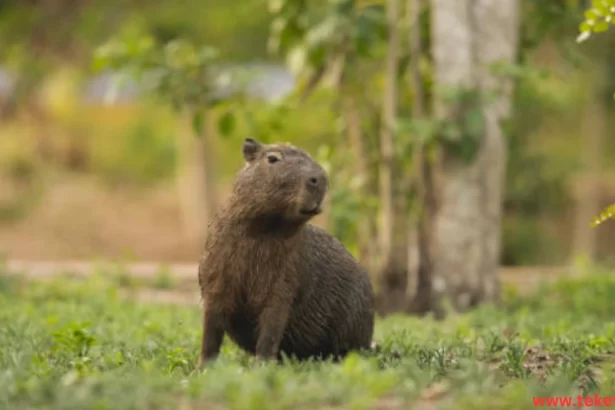 the capybara