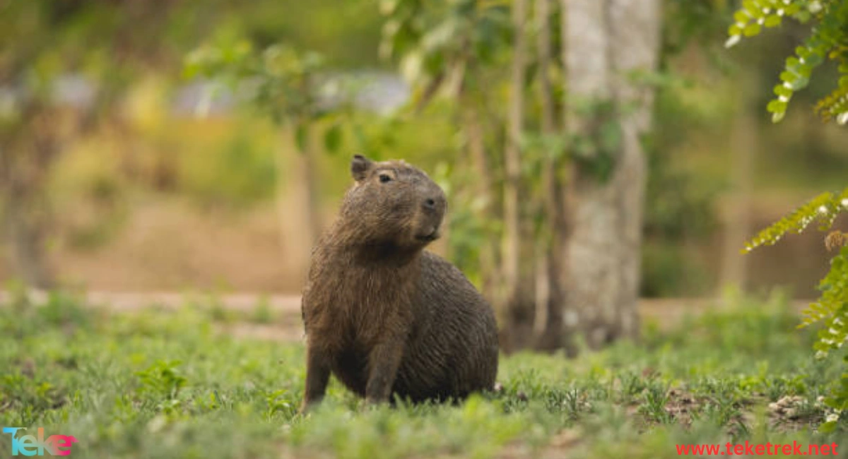 the capybara