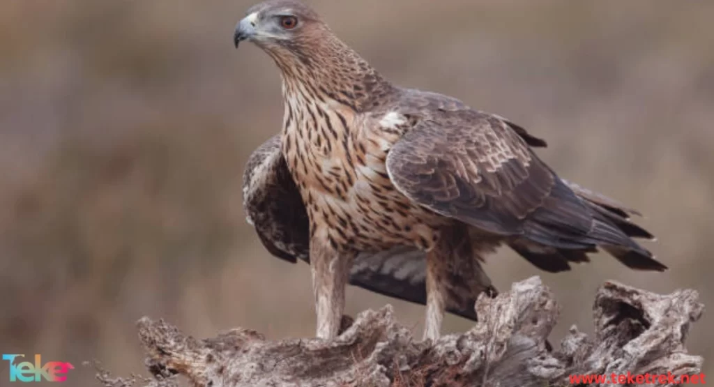 The Bonelli's eagle