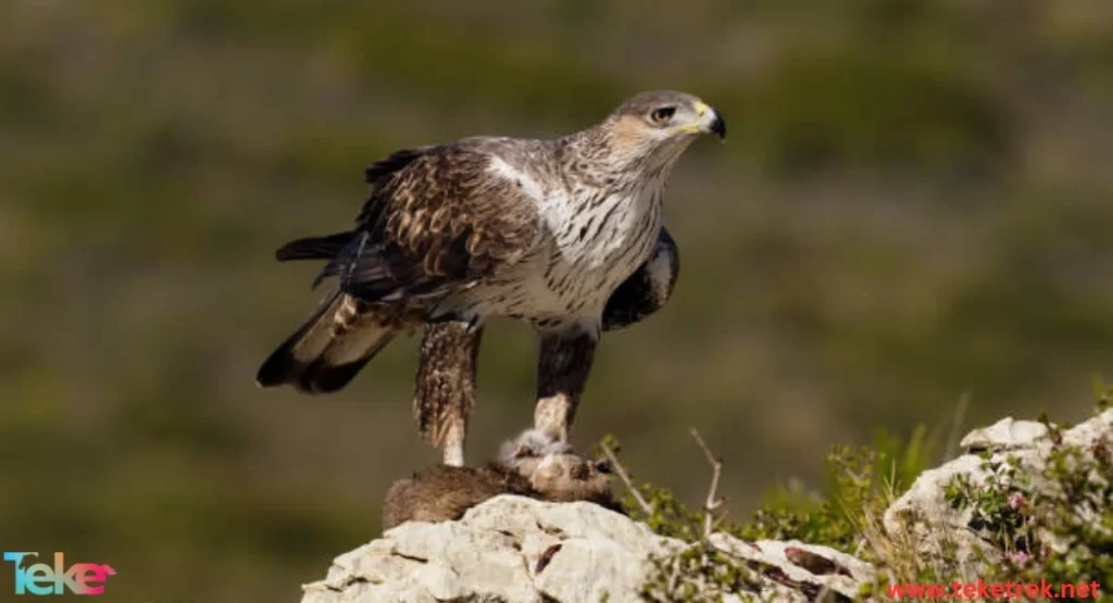 The Bonelli's eagle