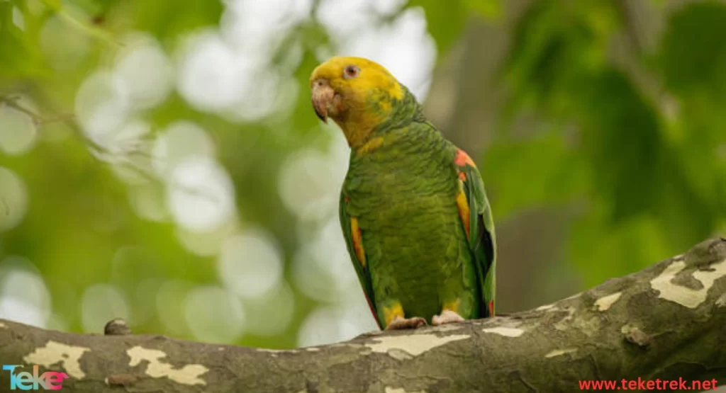 The Amazon Parrot