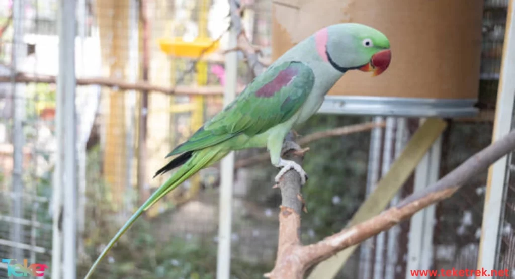 The Amazon Parrot