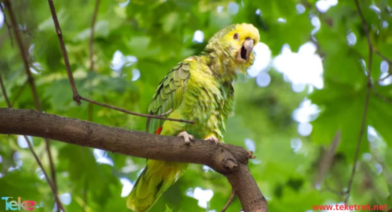The Amazon Parrot