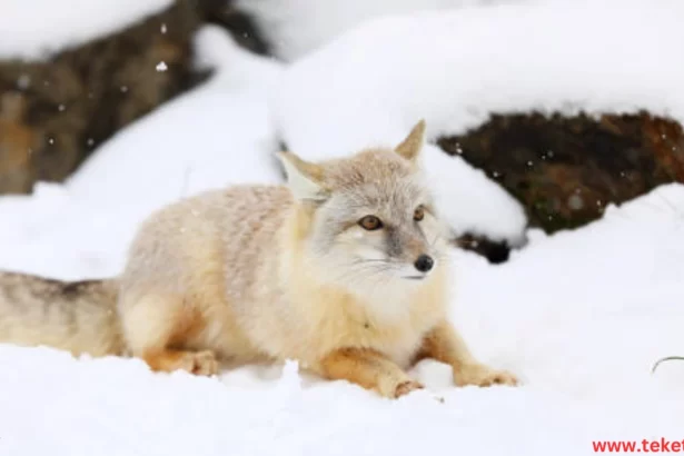 The Corsac fox