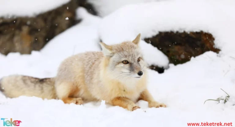 The Corsac fox