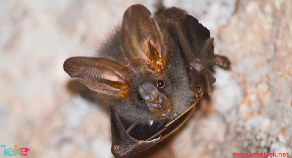 Leaf-nosed bat habitat