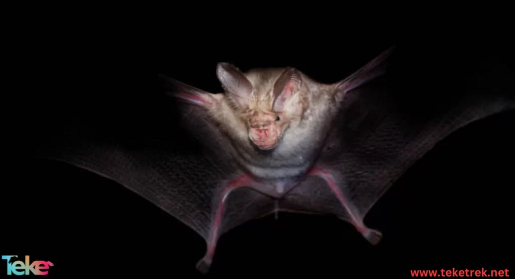 Leaf-nosed bat habitat
