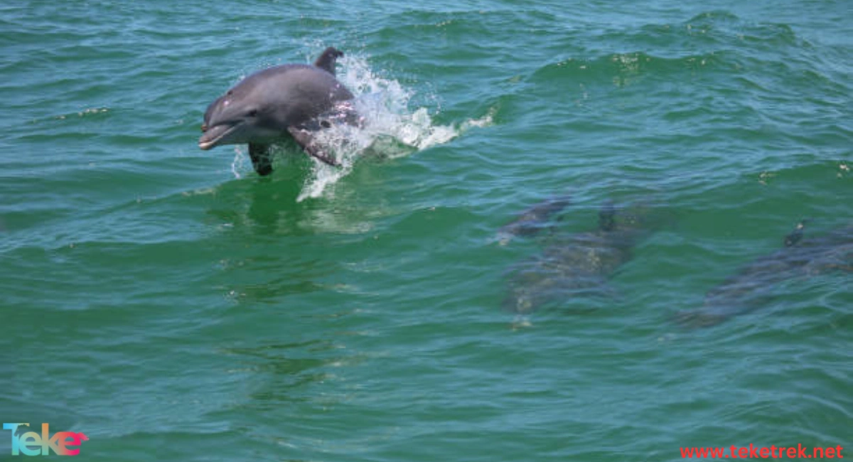 The Ganges river dolphin