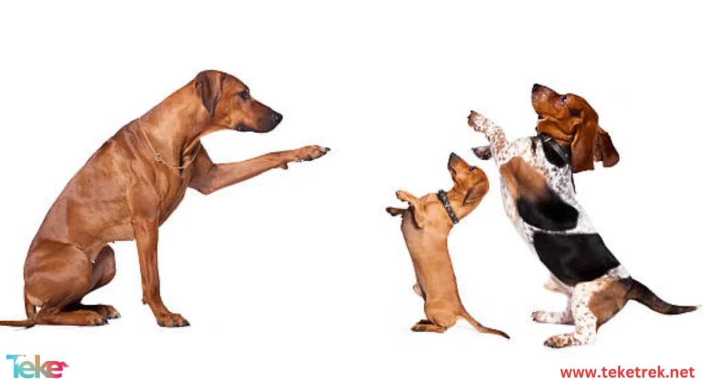 Understanding animal language and behavior