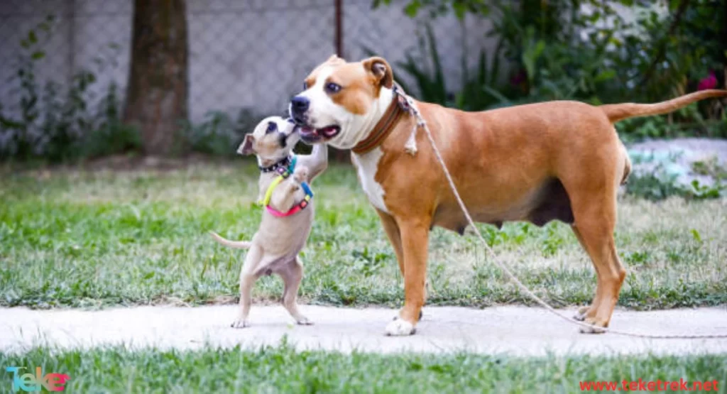 Understanding animal language and behavior