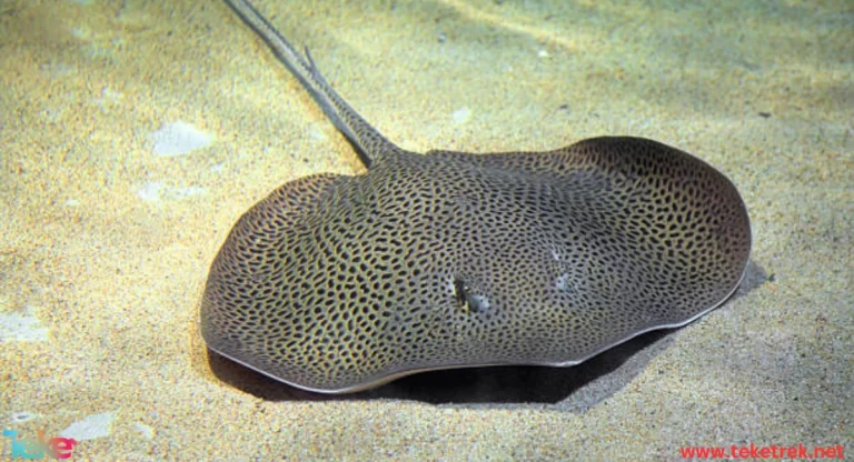 Ray fish