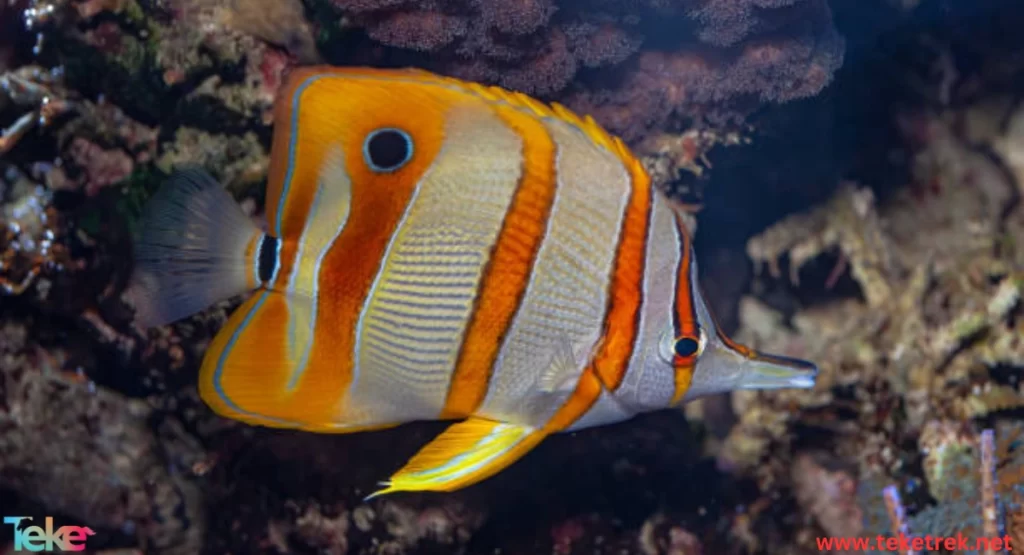 Butterfly fish